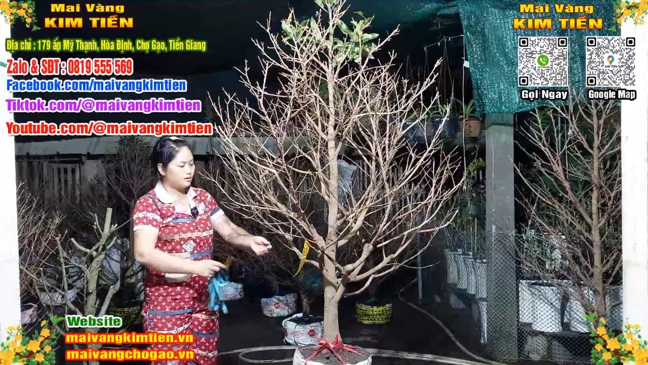 Mai Vàng Nhiều Nụ Đón Tết Bao Ship Toàn Quốc - Mai Vàng Kim Tiền Chợ Gạo
