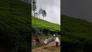 టీ తోటలు పచ్చగా ఆకాశాన్ని తాకుతూ ఉంటాయి ఊటీ  Green tea plantations in Ooty??