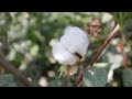 New technologies power Xinjiang&#39;s cotton industry