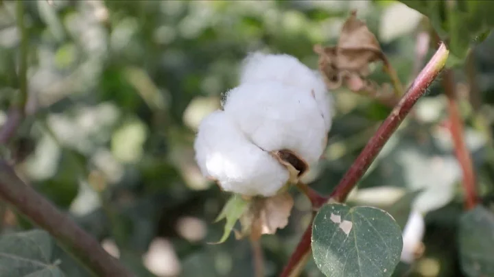 New technologies power Xinjiang's cotton industry