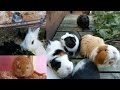 Daily Pet Routine | Guinea Pigs, Hamster, Rabbits & Gerbils!