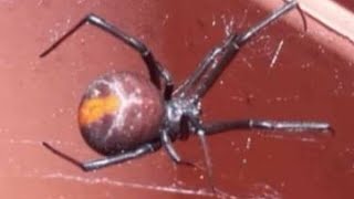 THE THIRD MOST DANGEROUS SPIDER IN AUSTRALIA IS THE REDBACK