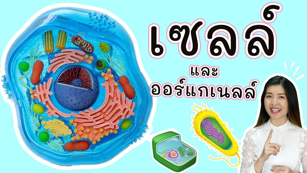 แนว ข้อสอบ ปลาย ภาค ม 1  Update 2022  เซลล์ และ ออร์แกเนลล์ สรุปใน 10 นาที (cell and organelle)