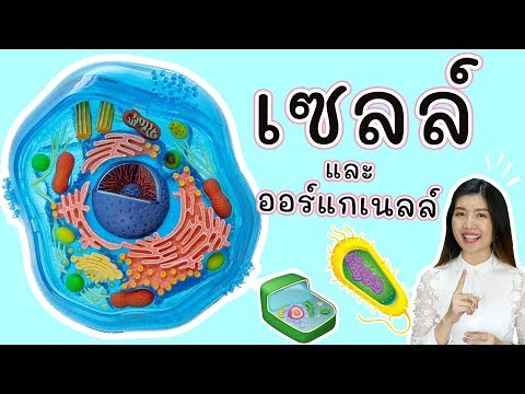 เซลล์ และ ออร์แกเนลล์ สรุปใน 10 นาที (cell and organelle)