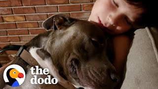 Little Boy And His Pittie Have The Sweetest Reunion | The Dodo