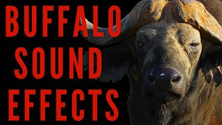 WHAT SOUNDS DOES A BUFFALO MAKE - Buffalo Sound Effects | maktub_ytv