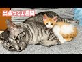 子猫と先住猫たちが1週間で仲良くなれたのには理由がありました。