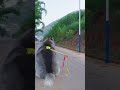 哈哈哈看来福一招解决大王偷懒的习惯#shorts #dog #puppies #pets