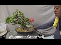Satsuki Bonsai named KINPAI 金杯. Trimming after flower bloomed
