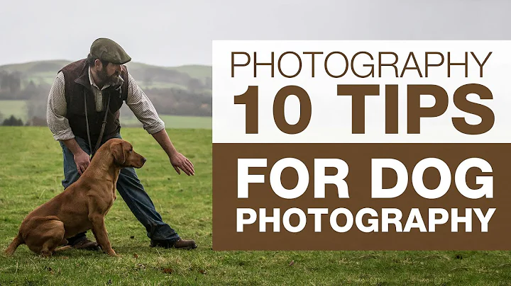 PHOTOGRAPHY BASICS | 10 Tips for Dog Photography - DayDayNews