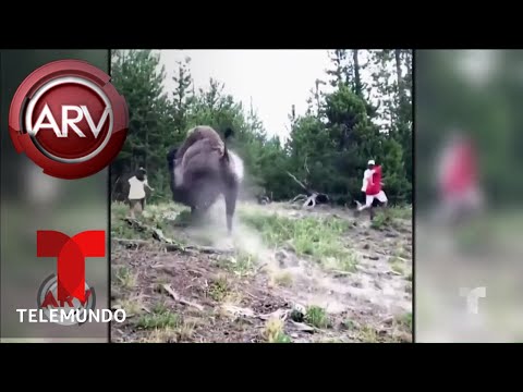 Vídeo: Mulher Foi Atacada Por Alces No Parque Nacional De Yellowstone