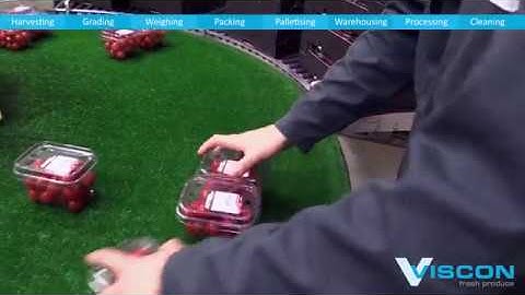 Viscon Fresh Produce - General Promo - Post Harvest Automation Handling