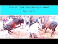 Eid al Adha Qurbani  hd 2021 Karachi