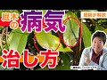 庭木の病気の治し方「クロガネモチ編」【庭師が解説】黒紋病・ごま色斑点病