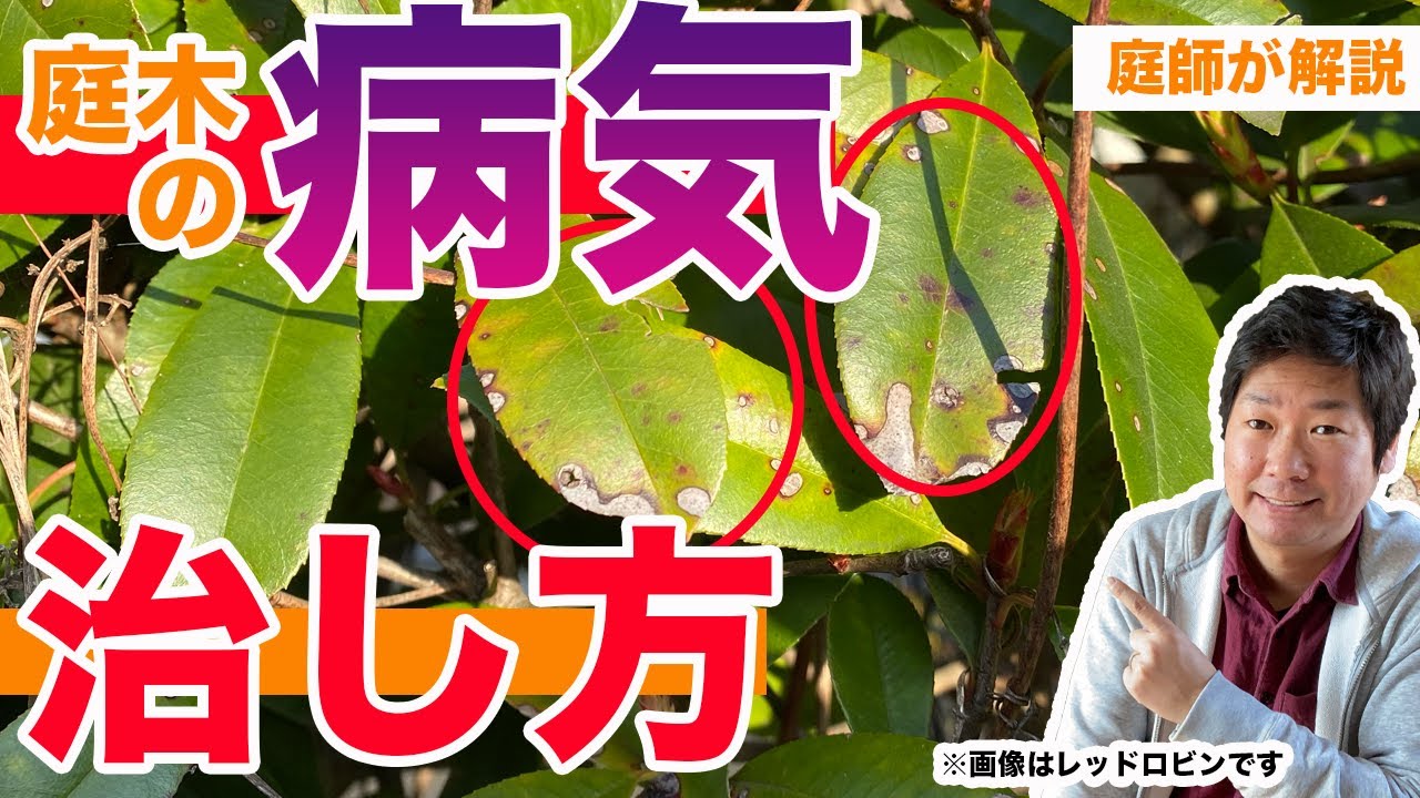 庭木の病気の治し方 クロガネモチ編 庭師が解説 黒紋病 ごま色斑点病 Youtube