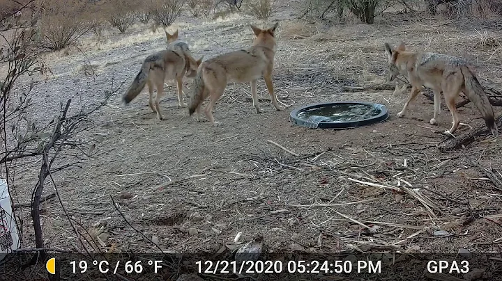 Backyard Wildlife #8 - Huge coyote pack, two different Javelina squadrons, Roadrunner