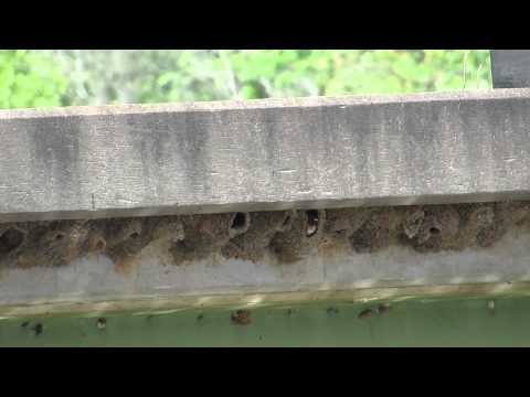 Nature Minute: Cliff