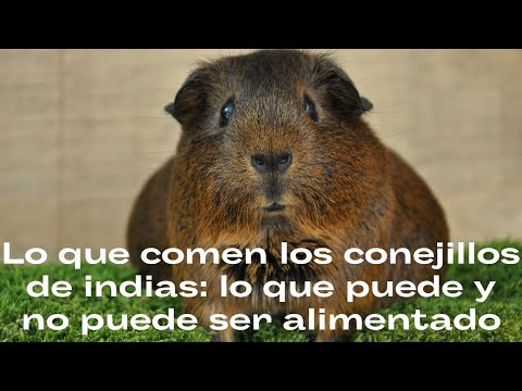 Video: ¿Pueden los conejillos de Indias comer bayas de goji?