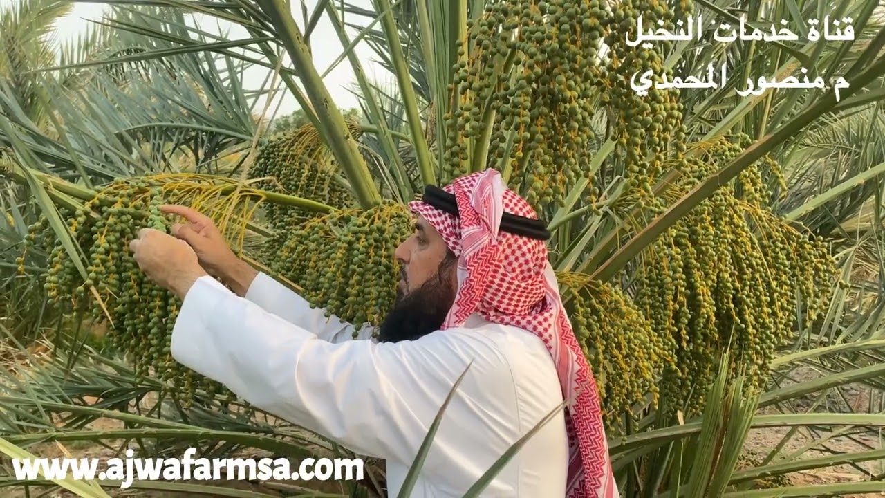 سلسلة دروس أساسيات زراعة النخيل - الدرس ٢ - شهر ٤ النمو  السريع للثمار ووقت تخفيف الثمار ( السرينة )