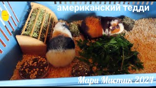 МОРСКИЕ СВИНКИ #трёхцветные_свинки 05.05.24 #американскийтедди #ЧЕРЕПАХОВОГО_окраса #содержание