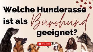 Welche Hunderasse ist als Bürohund geeignet?