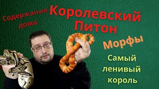 КОРОЛЕВСКИЙ ПИТОН. МОРФЫ. СОДЕРЖАНИЕ ДОМА.