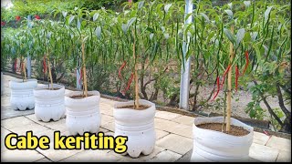 Download Lagu Menanam cabe keriting di pot  MP3 Download Lagu Menanam cabe keriting di pot  MP3