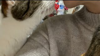 猫のまー君。おかみに…自主規制w