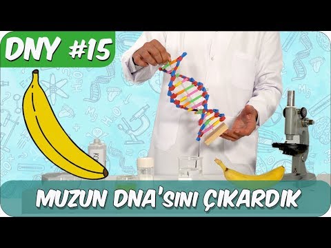 Video: İnsan DNA'sı bir muzla eşleşir mi?