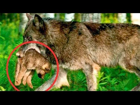 Video: Coyote është një ujk livadhor që jeton në Amerikë