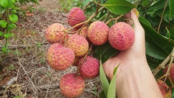 Vải Thanh Hà Đã Đỏ Chuận Bị Bán l Vải Thiều Lục Ngạn l Núi Đồi Lục Ngạn