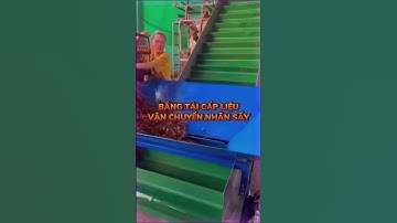 Lắp Băng Tải Cấp Liệu Tại Xưởng Cho Khách Tiền Giang