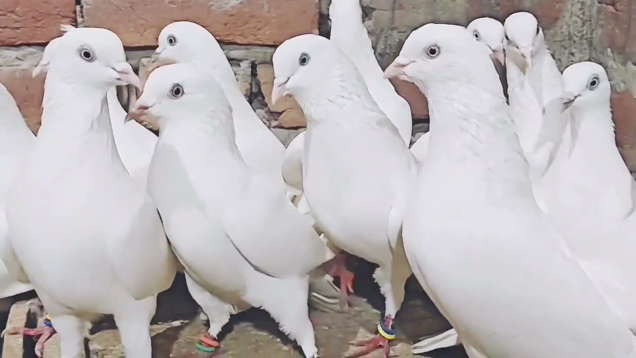 14 kbuter tare wale white eyes aur white chonch k for sell 7248478517