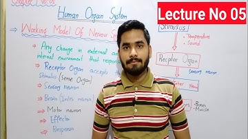 Working Model Of Nervous System Class 8 In Urdu By Haider Ali || Science | Chap# 01 || Lecture No 05