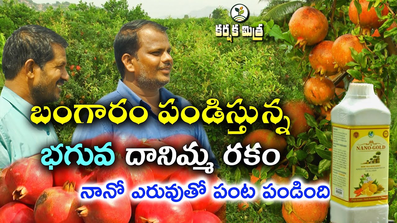 బంగారం పండిస్తున్న భగువ దానిమ్మ రకం|Success Story of Bhagwa Pomegranate Cultivation | Karshaka Mitra