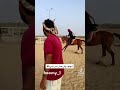 جد راحت الهيبة مع الطيحة الكوتش هيام ايام التدريب مربط المهاب جد راحت الهيبة مع الطيحة الكوتش هيام ايام التدريب مربط المهاب