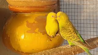 Budgies birds pair.//,বাজরিগার পাখি