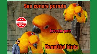 Sun conure Most beautiful parrots birds/sun conure good looking birds in The world/sun conure video. by Birds Lover  132 views 1 month ago 35 seconds
