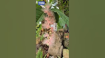 Loại hoa Lộc vừng hoa trắng lá to đẳng cấp #tamdaonui