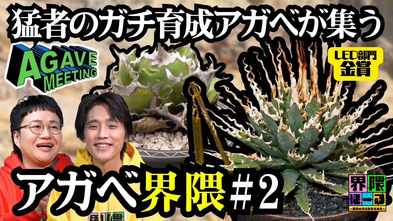 Agave Scene] #2 Prized Plants! Passion Projects! The Hottest 