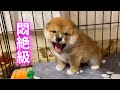 柴犬子犬の毎日のおはようがかわいすぎました！