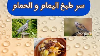 سر طبخ الحمام و اليمام.