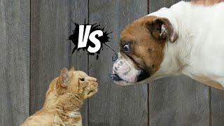 Lucu Anjing Vs Kucing - VLU - Video Blog