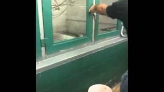 Snake Farm in New Braunfels