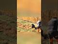 Охота на дикого кабана —удачныйвыстрел#охота#кабан#охотаникабана#охотник