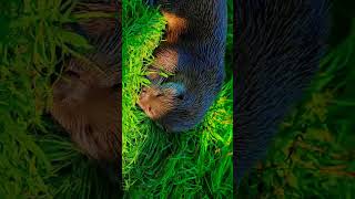 beauty of nature