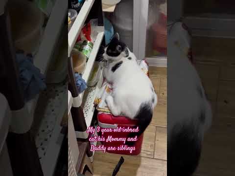 #oldies #youranimals #inbred #lifeisbutadream #catshorts