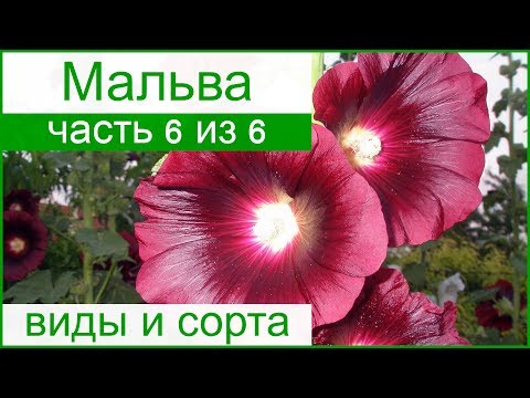 🌺 Виды мальвы, сорта и их описание