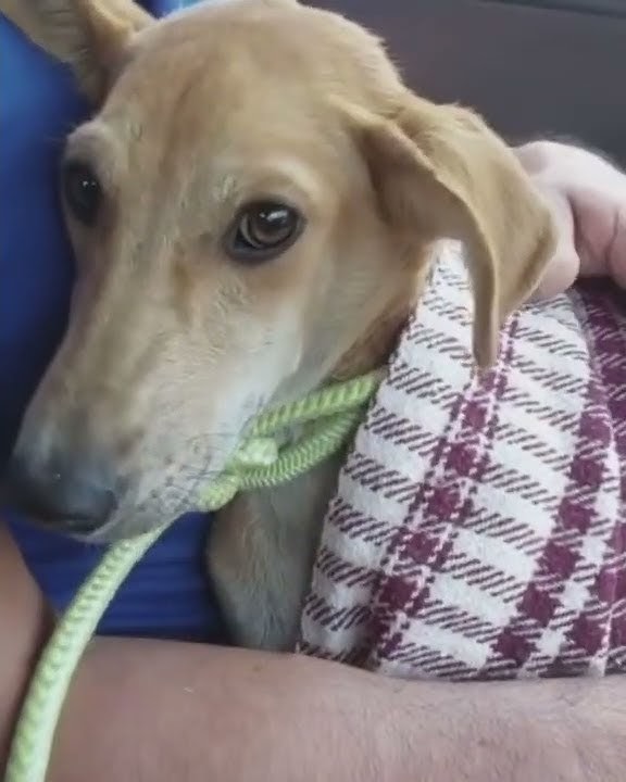 Triggering Content: Puppy Left Physically & Emotionally Haunted After Sexual Assault