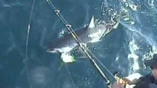 OKUMA Fishing - Monster Mako released